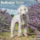 Bedlington Terrier Calendar 2026  Square Dog Breed Wall Calendar - 16 Month
