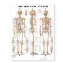The Skeletal System Giant Chart