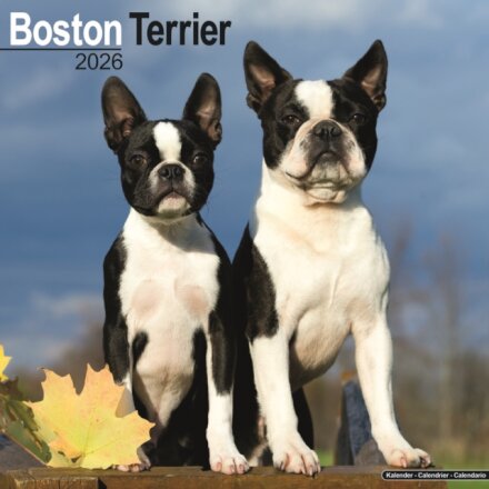 Boston Terrier Calendar 2026  Square Dog Breed Wall Calendar - 16 Month