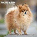 Pomeranian W