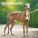 Greyhounds 2027 Square Flap