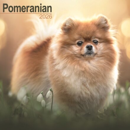 Pomeranian Calendar 2026  Square Dog Breed Wall Calendar - 16 Month
