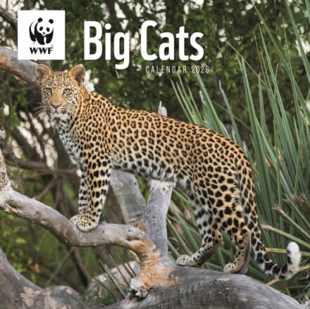 Wwf Big Cats Square Wall Calendar 2026