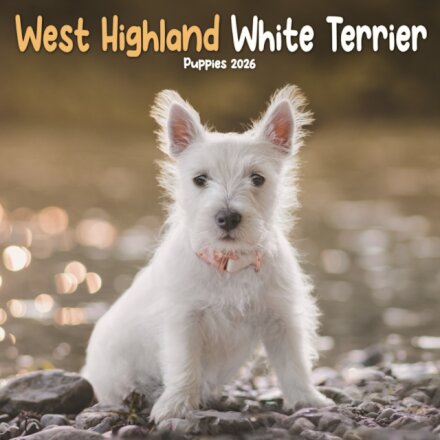 West Highland White Terrier Puppies Squa