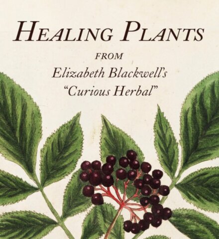 Healing Plants