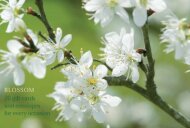 Blossom