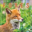 Foxes Square Wall Calendar 2026