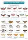 Guide to the Day-Flying Moths of Britain