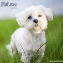 Maltese Calendar 2026  Square Dog Breed Wall Calendar - 16 Month
