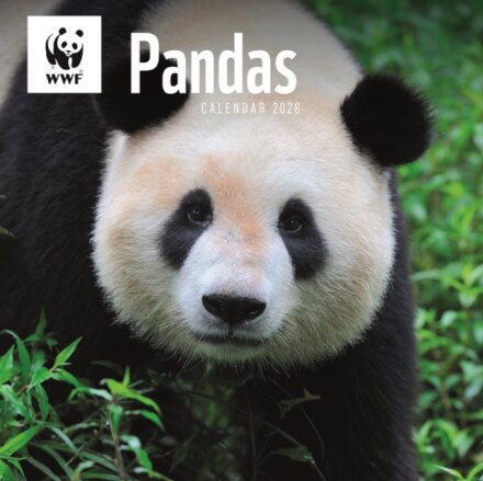 Wwf Pandas Square Wall Calendar 2026