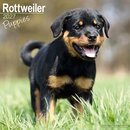 Rottweiler Puppies SS W