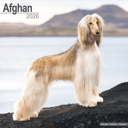 Afghan Calendar 2026 Square Dog Breed Wall Calendar - 16 Month