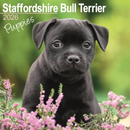 Staffordshire Bull Terrier Puppies Calendar 2026  Square Dog Puppy Breed Wall Calendar - 16 Month