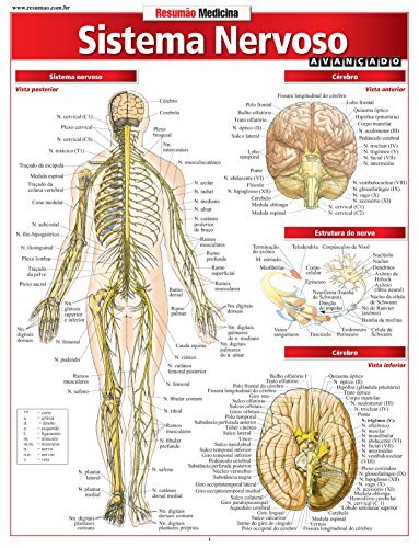 Sistema Nervoso Avançado