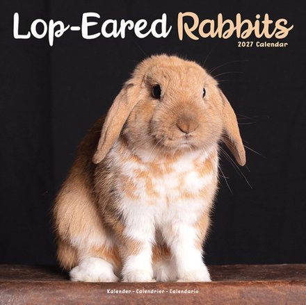 Lop eared Rabbits W