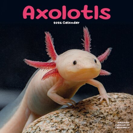 Axolotls Calendar 2026  Square Animal Wall Calendar - 16 Month