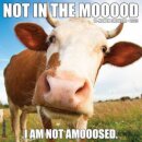 Not in the Mooood 2025 12 X 12 Wall Calendar
