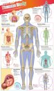 Dk Findout! Human Body Poster