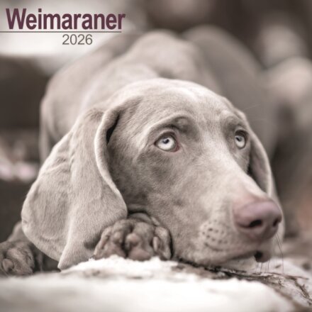 Weimaraner Calendar 2026  Square Dog Breed Wall Calendar - 16 Month