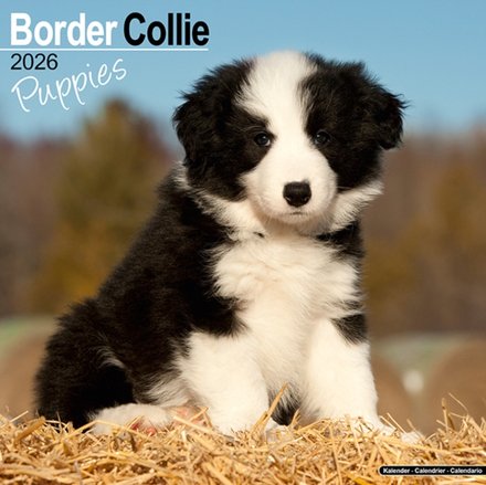Border Collie Puppies Calendar 2026 Square Dog Puppy Breed Wall Calendar - 16 Month