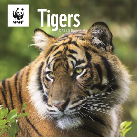 Wwf Tigers Square Wall Calendar 2026