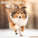 Shetland Sheepdog Wall