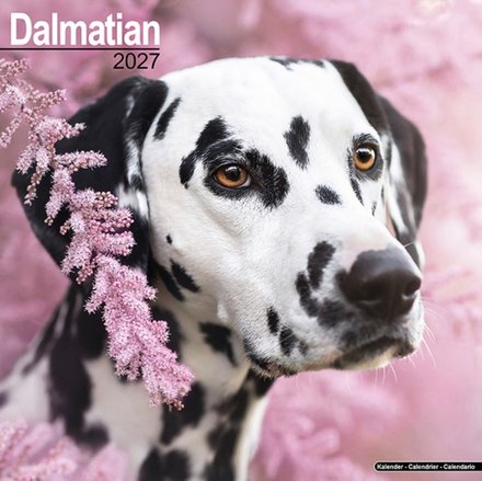 Dalmatian Wall