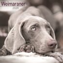 Weimaraner Calendar 2026  Square Dog Breed Wall Calendar - 16 Month