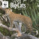 Wwf Big Cats Square Wall Calendar 2026
