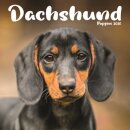 Dachshund Puppies Square Mini Calendar 2