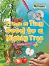 From a Tiny Seed to a Mighty Tree
