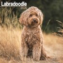 Labradoodle Calendar 2026  Square Dog Breed Wall Calendar - 16 Month